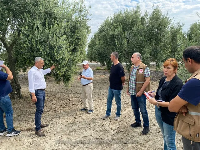 Zeytin Rekoltesi Merakla Bekleniyor