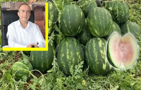 GÜRAL UYARDI !  KARPUZLAR OLGUNLAŞMADAN HASAT EDİLİP SATIŞA SUNULUYOR